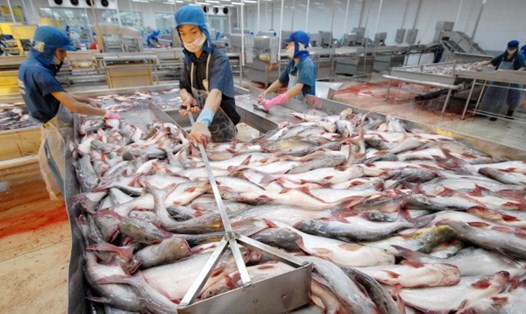 Việt Nam vừa gửi đơn kiến nghị lên Tổ chức Thương mại Thế giới (WTO) về việc Mỹ hạn chế nhập khẩu cá tra từ Việt Nam. Ảnh minh họa: PV

