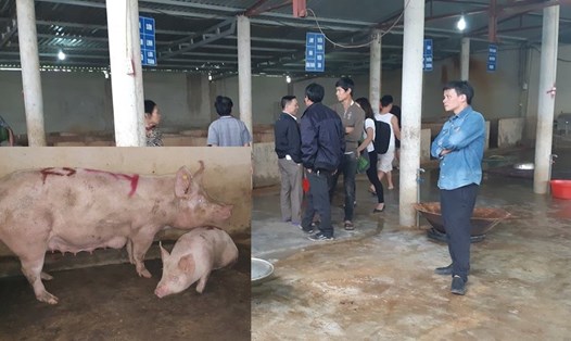 Người dân tập trung phát giác lợn bị dịch bệnh tại Cơ sở giết mổ tập trung ở xã Gia Phố.