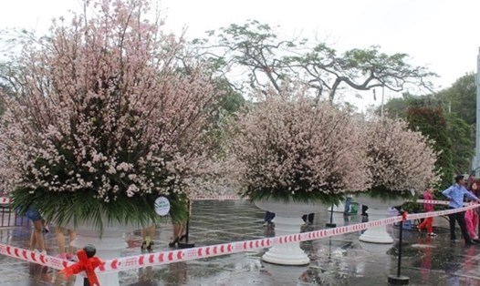 Hoa anh đào Nhật Bản được triển lãm tại Hải Phòng năm 2017