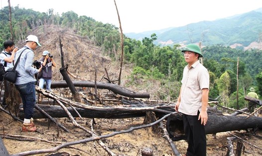 Ông Lê Trí Thanh - Phó Chủ tịch UBND tỉnh Quảng Nam kiểm tra hiện trường vụ phá rừng phòng hộ Tiên Lãnh. Ảnh: LP