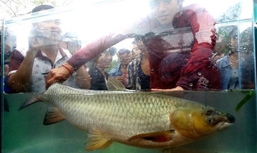 Con cá Trắm "khủng", nặng hơn 13kg tại Hội thi cá Trắm sông Son năm 2016. Ảnh: LÊ PHI LONG
