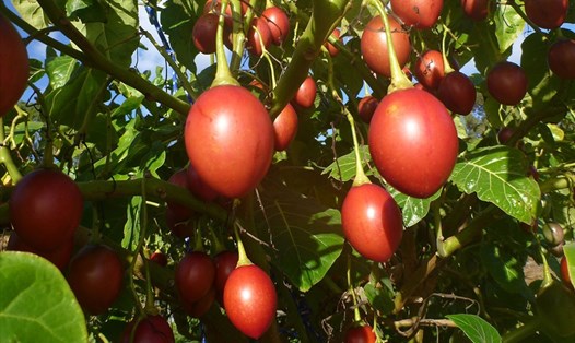 Theo một số người chuyên bán hạt và cây giống, cà chua thân gỗ Tamarillo hiện nay đã được ươm thành công tại TP.Hồ Chí Minh, Daklak, Đà Lạt, Đak Nông, Kom Tum…(Ảnh minh họa)