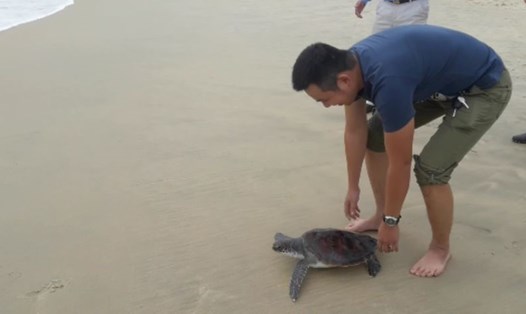 Cá thể rùa biển được anh Tân tự tay thả về đại dương. Ảnh: CTV