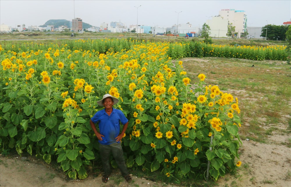 Lão nông Hà Văn Vũ bên bản đồ Việt Nam được tạo nên bởi hàng ngàn cây hoa hướng dương. Ảnh: H.L