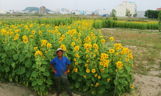 Lão nông Hà Văn Vũ bên bản đồ Việt Nam được tạo nên bởi hàng ngàn cây hoa hướng dương. Ảnh: H.L