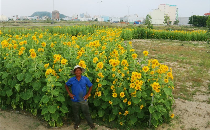 Lão nông Hà Văn Vũ bên bản đồ Việt Nam được tạo nên bởi hàng ngàn cây hoa hướng dương. Ảnh: H.L