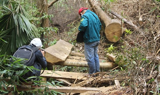 Hiện trạng phá rừng tại huyện Đông Giang. Ảnh: LV