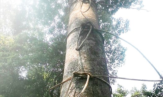 Để hái lan rừng, thợ săn lan phải buộc dây dừng vào thân cây để leo lên và sẵn sàng đối mặt với nguy hiểm ở trên cao.