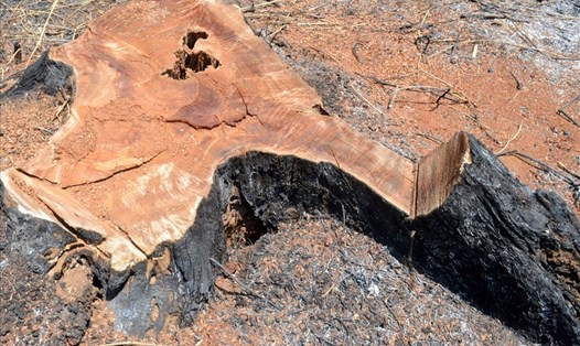 Một cây gỗ bị các đối tượng đốn hạ.