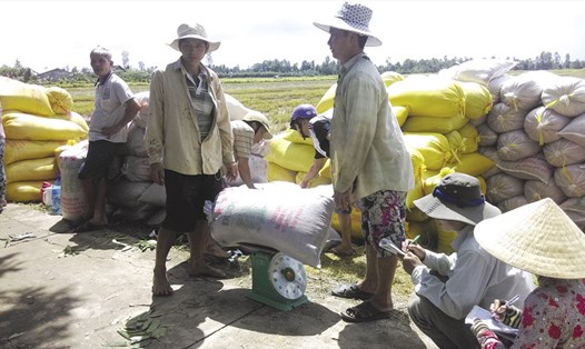 Sau thu hoạch, nhiều nông dân bán lúa chủ yếu thông qua thương lái.