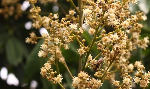 Hoa nhãn nở rô gọi ong về làm mật. Nhiều hộ dân ận dụng nuôi ong kiếm thêm thu nhập. Hoa nhãn nhiều nhưng thơm dịu, dễ chịu đậm hơn tình quê ngọt ngào.