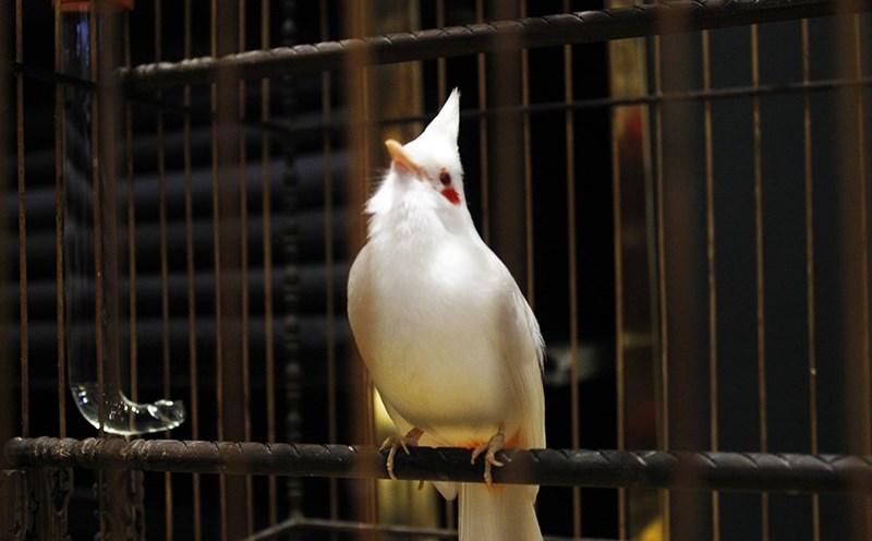 Hà Nội: Khu phố đặc biệt "đắt hàng" nhờ bán chim phóng sinh Rằm tháng 7