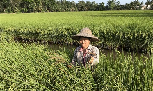 Mô hình lúa sạch hữu cơ ở cù lao Hòa Minh và Long Hòa. Ảnh: T.L