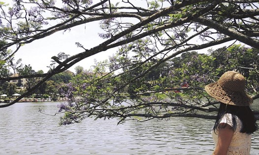 Du khách chụp hình với cây phượng tím ở Hồ Xuân Hương - Ảnh: T.A
