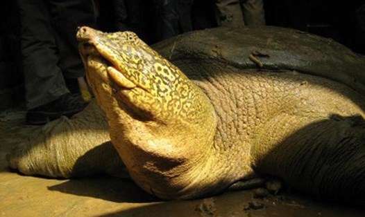 Bức ảnh chụp cá thể rùa Hoàn Kiếm (Rafetus swinhoei) được giải cứu sau vụ vỡ đập Đồng Mô, Hà Nội vào năm 2008. Ảnh: Timothy McCormack – ATP/IMC.
