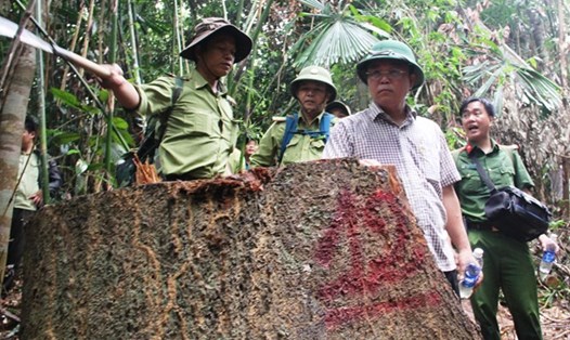 Ông Lê Trí Thanh - người mặc sơ mi thị sát một vụ phá rừng gần đây ở Quảng Nam. Ảnh: Mạnh Cường