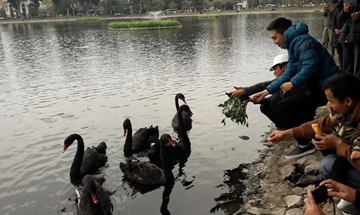 Đàn thiên nga tại hồ Thiền Quang tỏ ra rất thân thiện với con người. Ảnh TV