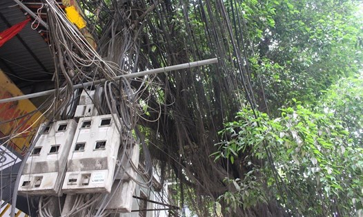 Nếu xảy ra chập điện, cháy hoàn toàn có thể xảy ra với mạng lưới dây điện chằng chịt bên cạnh tán cây như thế này.