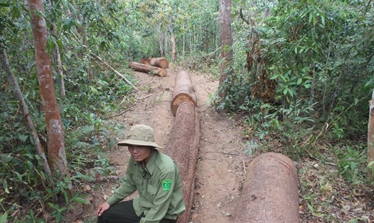 Một vụ phá rừng tại huyện Chư Pah, trước đó. Ảnh tư liệu Lao Động. 