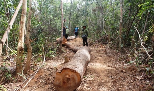 Hiện trường vụ phá rừng ở Chư Pah trước đó. Ảnh Đình Văn.