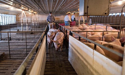 Trung Quốc áp thuế 25% đối với thịt lợn nhập khẩu Mỹ. Trong ảnh là trang trại nuôi lợn ở Iowa. Ảnh: Reuters