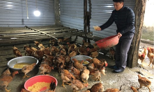 Nguyễn Phương Bắc - chủ tịch Công đoàn bộ phận ga Đồng Chuối - chăm sóc đàn gà . Ảnh: L.NGUYÊN