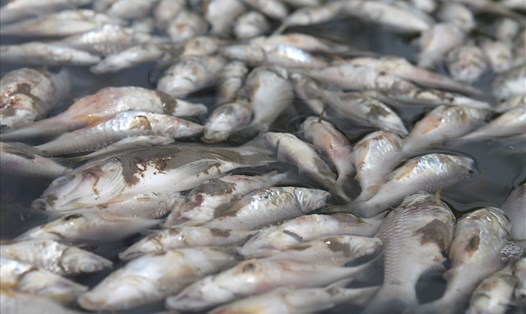 Cá chết trên sông Bàu Giang bắt đầu phân hủy. Ảnh: T.H