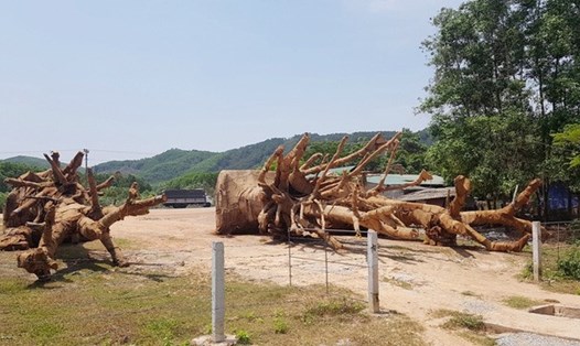 3 cây "quái thú" đang ở tại Huế.