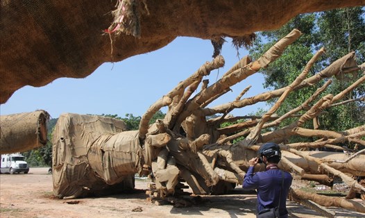 Ba cây cổ thụ khủng bị CSGT Thừa Thiên-Huế bắt giữ. Ảnh: NĐT
