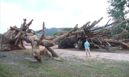 Các cây cổ thụ khủng như "quái thú" bị bắt tại Thừa Thiên - Huế. Ảnh: Văn Dinh