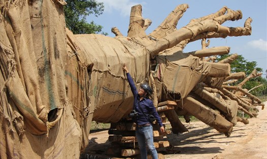 Cả 3 cây đa sộp đều được khai thác và vận chuyển tại tỉnh Đắk Lắk.