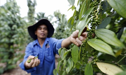 Hồ tiêu rớt giá, người dân gặp nhiều khó khăn.