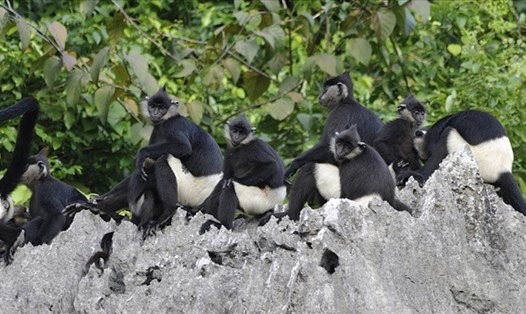 Voọc mông trắng ở Rừng Quốc gia Cúc Phương (ảnh: Nguyen Van Truong, speciesonthebrink.org)