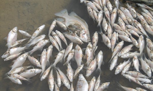 Cá chết trắng sông Bàu Giang (cuối tháng 4.2018) nhưng chính quyền không tìm ra được thủ phạm. Ảnh: T.H