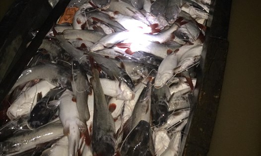Cá chết trắng bè trên sông La Ngà