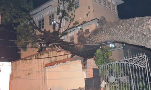 Cây cổ thụ nặng hàng chục tấn đè sập cổng trường ĐH Sài Gòn hồi tháng 10.2017. Ảnh: Trường Sơn