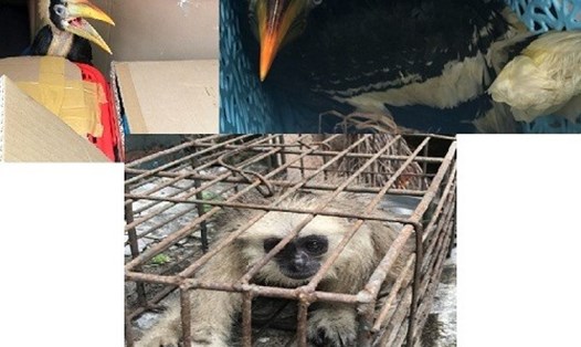 Số cá thể chim, vượn nghi nằm trong sách cấm bị CSGT quảng Ninh tạm giữ. Ảnh: QTV