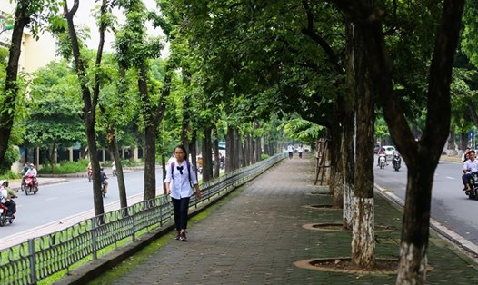 Một số cây xanh sẽ được chặt hạ, di dời phục vụ thi công tuyến đường sắt đô thị Nhổn - ga Hà Nội. Ảnh Sơn Tùng
