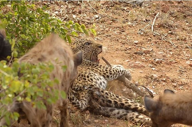 Thế giới động vật: Báo hoa mai "thừa sống thiếu chết" trước linh cẩu