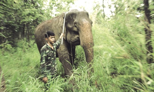Một cá thể voi lớn tuổi sau nhiều năm làm du lịch được đưa vào Trung tâm bảo tồn voi Đắk Lắk để cán bộ trung tâm chăm sóc, nuôi dưỡng.