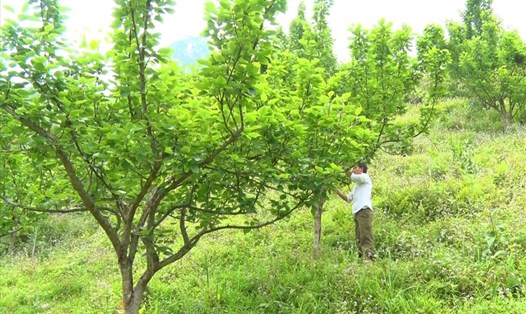 Những cây lê Tai Nung VH6 ở xã Tả Phời không cho quả.Ảnh: PV
