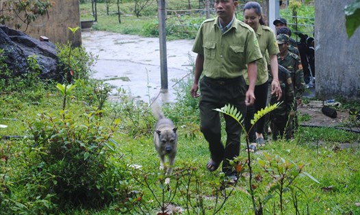 Lực lượng bảo vệ rừng Khu bảo tồn thiên nhiên Bắc Hướng Hóa (huyện Hướng Hóa, tỉnh Quảng Trị) trước giờ tuần tra. Ảnh: VT.
