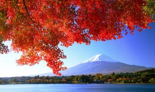Vẻ đẹp mùa thu Nhật Bản. Ảnh: Vietravel