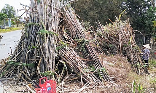 Nông dân Trà Vinh đang khổ sở vì mía chất đống ngoài ruộng, Ảnh: PV