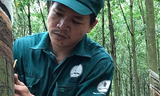 Anh Nguyễn Đức Thịnh đang cạo mủ caosu trên nông trường. Ảnh: Q.CHI