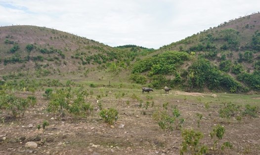 Hàng trăm ha đất dự án bỏ hoang tại Cẩm Mỹ - Cẩm Xuyên. Ảnh: PV