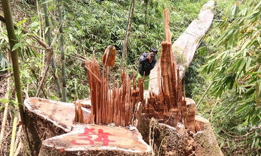 Rừng gỗ lim thuộc khu vực rừng phòng hộ sông Bung, H.Nam Giang bị đốn hạ. Ảnh: Đỗ Vạn
