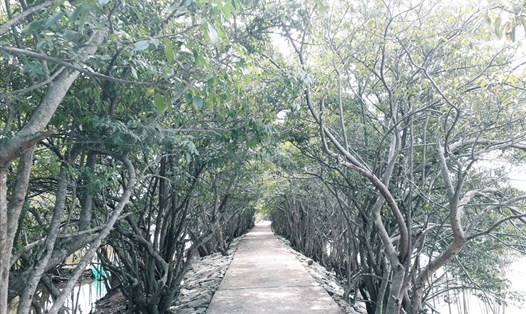 Đến đây chúng ta sẽ được dạo bước giữa những vòm cây Chá đan xen vào nhau. Thả hồn vào thiên nhiên, tận hưởng khung cảnh yên bình và những làn gió mát từ biển.