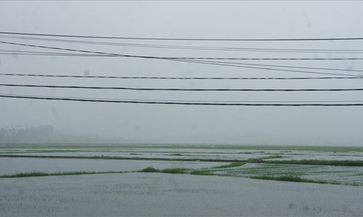 Hàng ngàn hecta lúa tại Hà Tĩnh bị ngập do mưa lũ.
