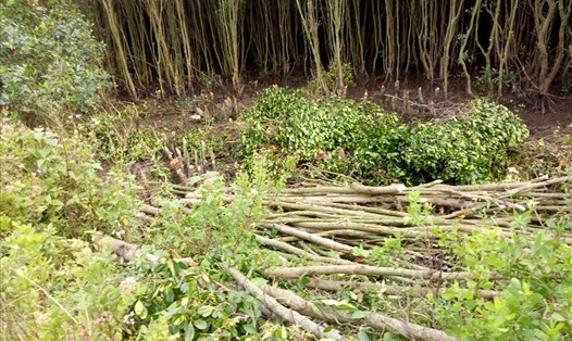 Cận cảnh việc chặt phá rừng nằm trong phạm vi quản lý của Ban quản lý rừng ngập mặn Hội Chữ thập đỏ tỉnh Ninh Bình. Ảnh: NT